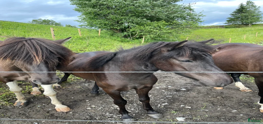 Galleribild {{count}}