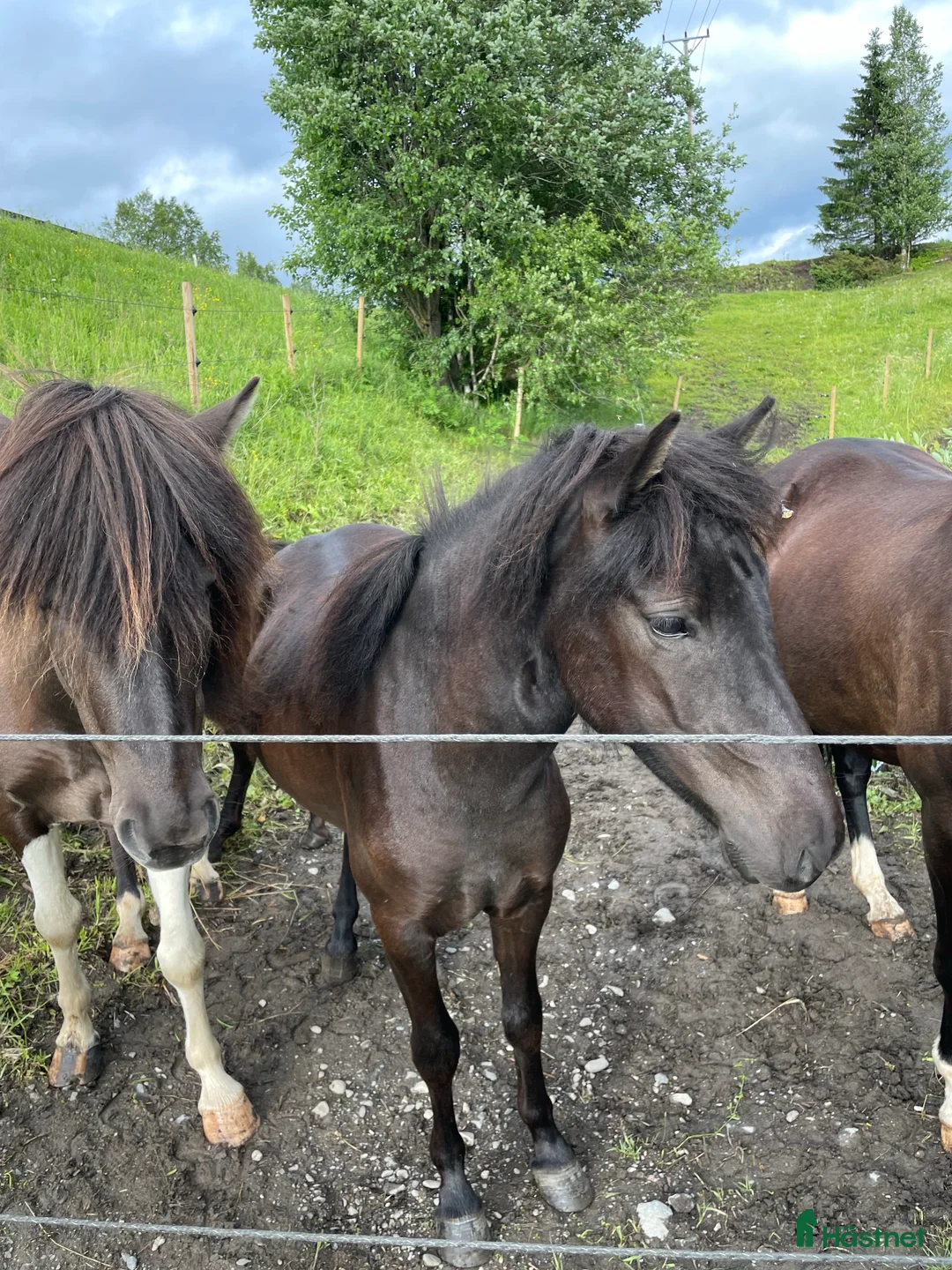 Galleribild {{count}}