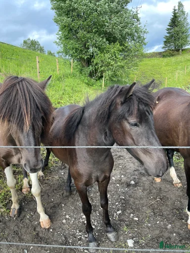 Galleribild {{count}}