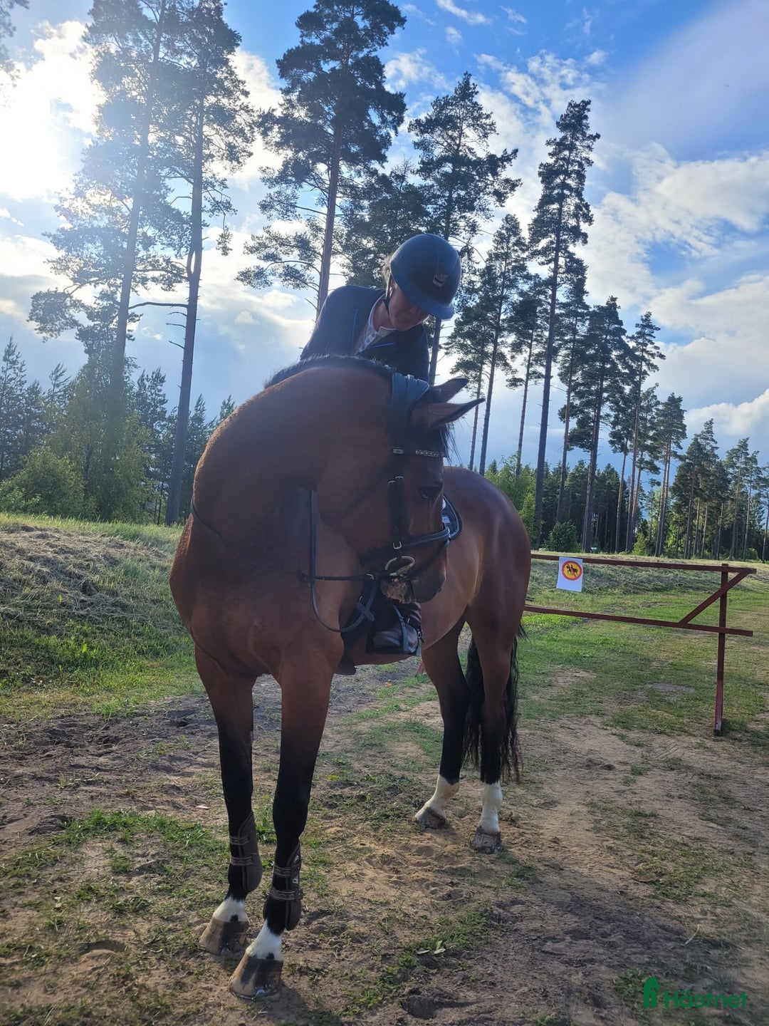 Hoppning hästar till salu: Sto Diarado-Heartbeat i Sundbyberg - Annons 1