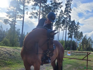 hästar Sto Diarado-Heartbeat i Sundbyberg - Annons 2