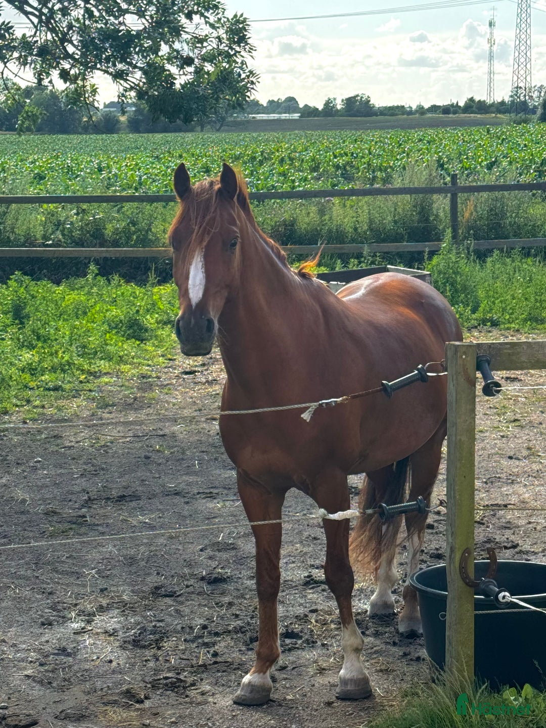 Allround hästar till salu: Finaste killen i Trelleborg - Annons 2