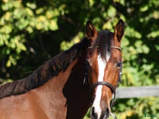 Hoppning hästar till salu: Fynda lovande unghästar i Asarum - Annons 1