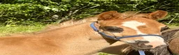 Allround hästar till salu: Welsh partbred föl  - Annons 1