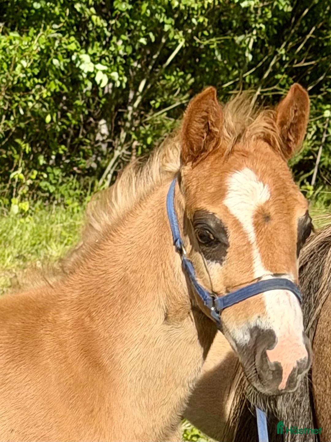 Allround hästar till salu: Welsh partbred föl  - Annons 1