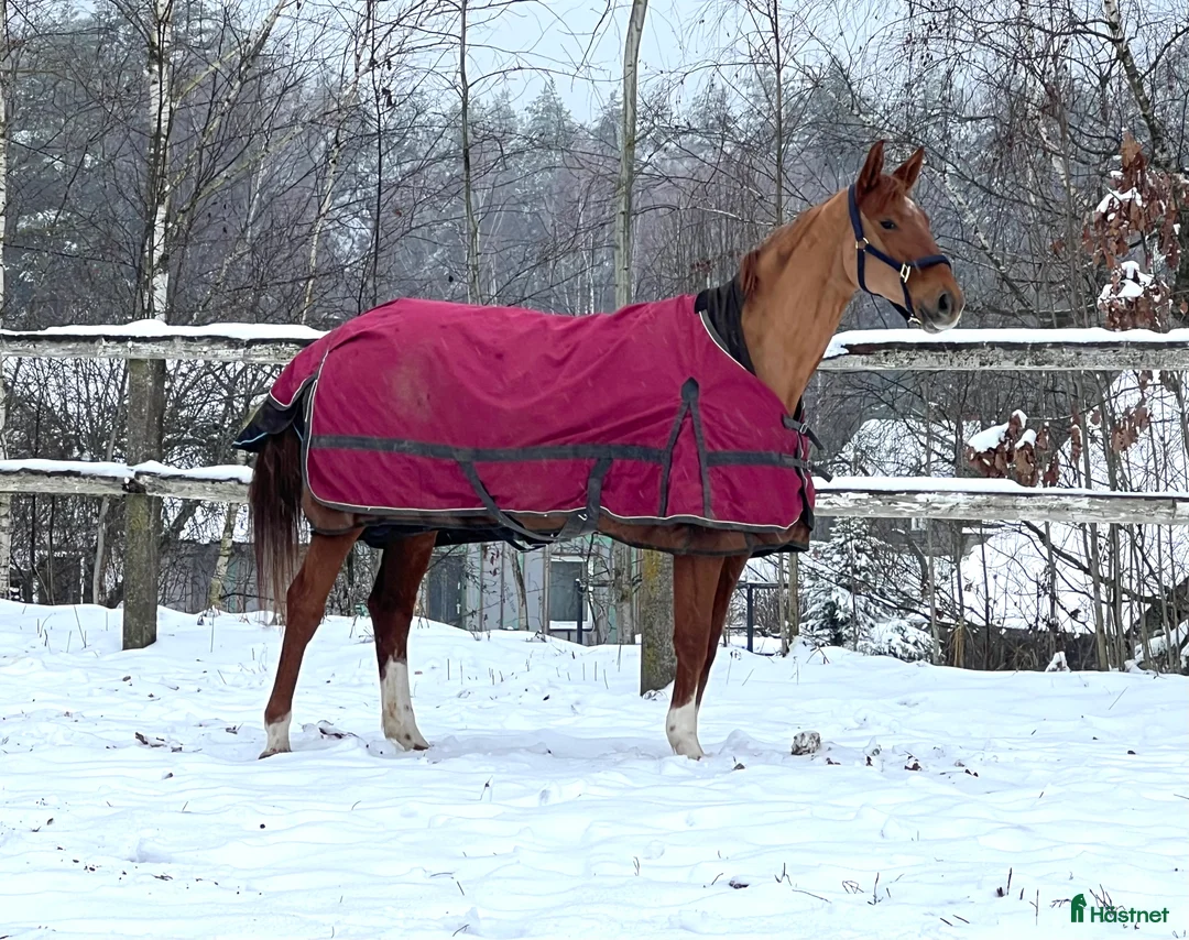 Allround hästar till salu: Stunning mare for showjumping/ dressage/hobby - Annons 3