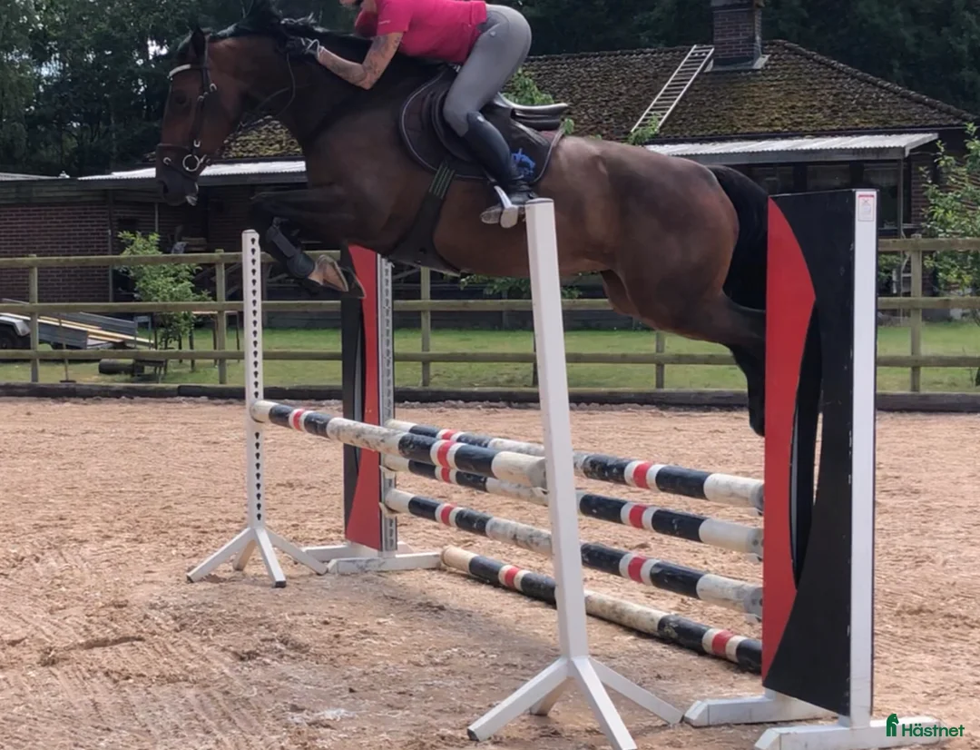 Allround hästar till salu: Fynda projekthäst - Annons 2