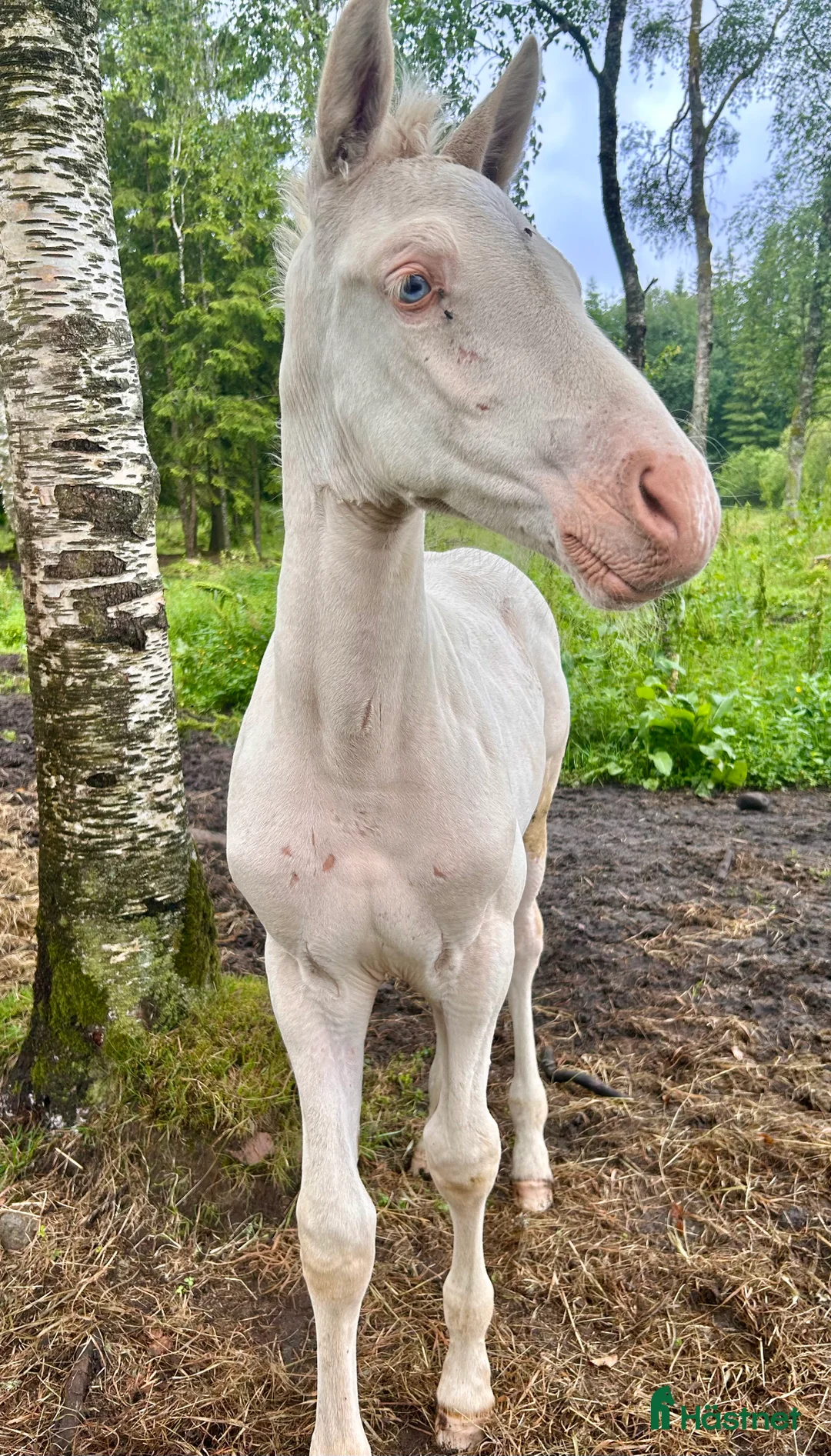 Allround hästar till salu: kvalitetsföl PRE, Sto och Perlino Hingst i Ullared - Annons 10