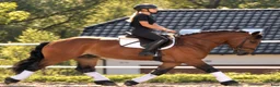 Allround hästar till salu: Dream Beauty - perfect Mother and Daughter horse - Annons 4