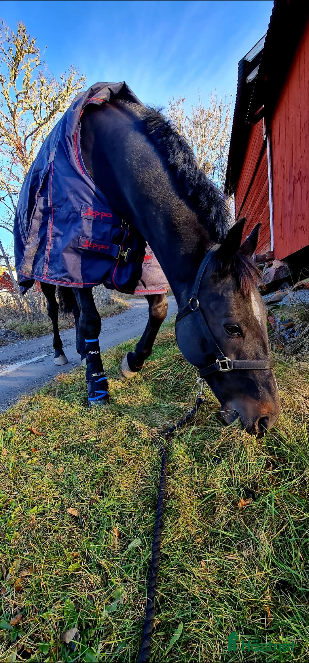 Allround hästar till salu: Världens finaste häst - Annons 8