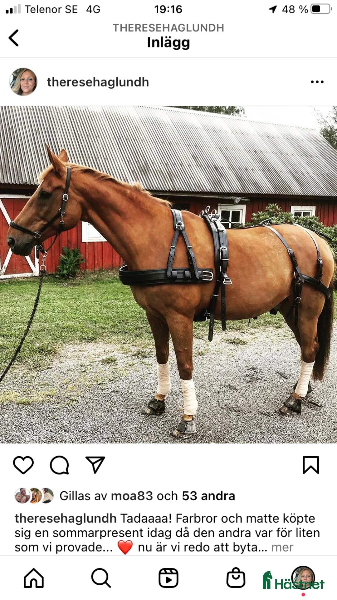 Körselar körning till salu: Maraton sele normandy, huvudlag, tömmar i Tidaholm - Annons 2