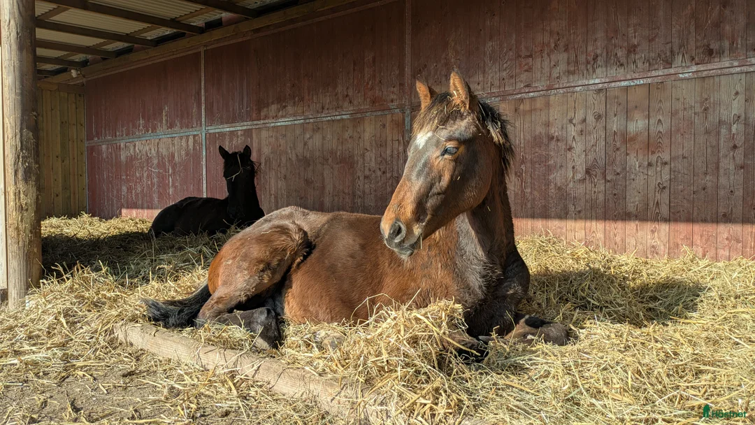  stallplats finnes: 1 ledig plats på underbar lösdrift  i Hörby - Annons 23