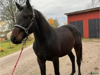 hästar Supersnäll 3 åring - Annons 10