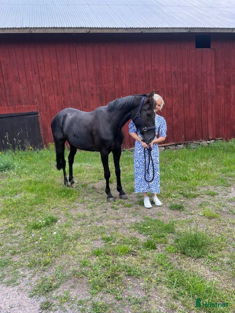  hästar Varmblodstravare! - Annons 6