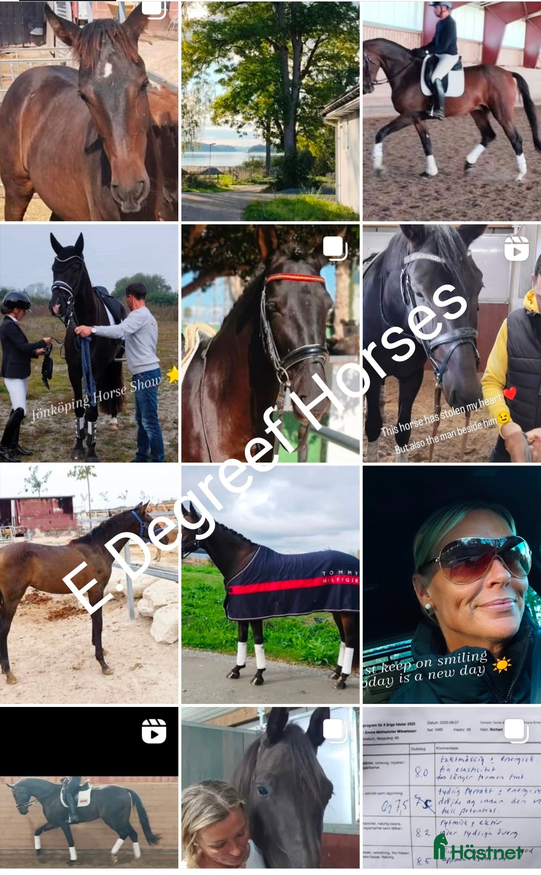 Dressyr hästar till salu: Föl, Sto, Valack, hingst 🇸🇪🇳🇱🇪🇦 i Märsta - Annons 1