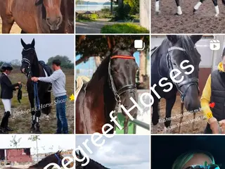 Dressyr hästar till salu: Föl, Sto, Valack, hingst 🇸🇪🇳🇱🇪🇦 i Märsta - Annons 2