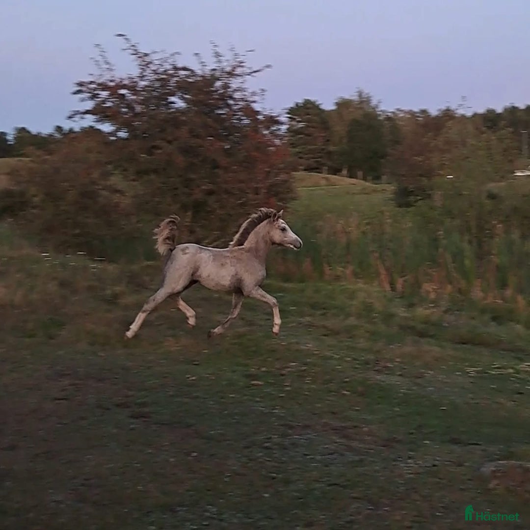 Allround hästar till salu: Två härliga Welsh mountain -systrar i Genarp - Annons 3