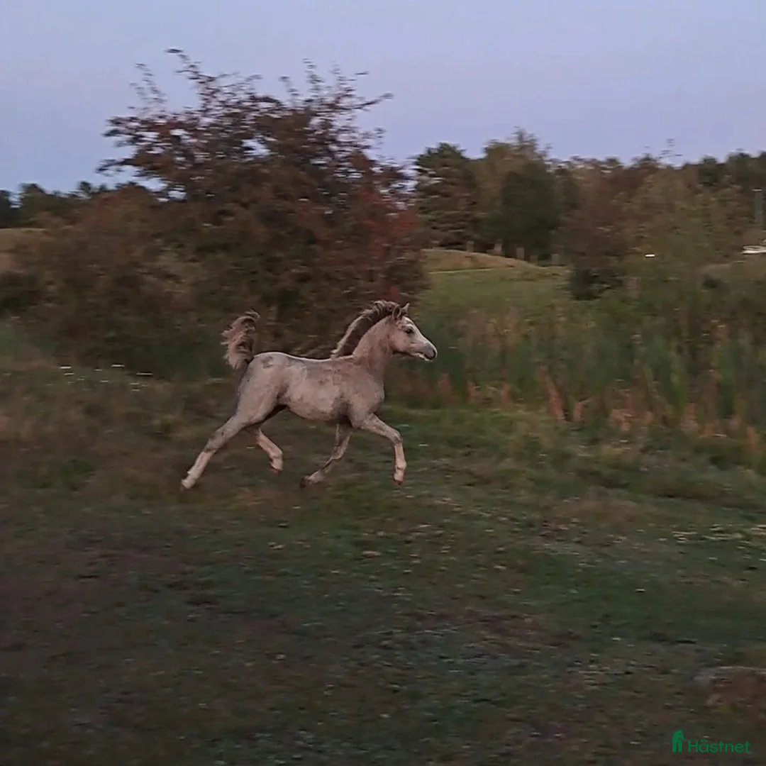 Allround hästar till salu: Två härliga Welsh mountain -systrar - Annons 3
