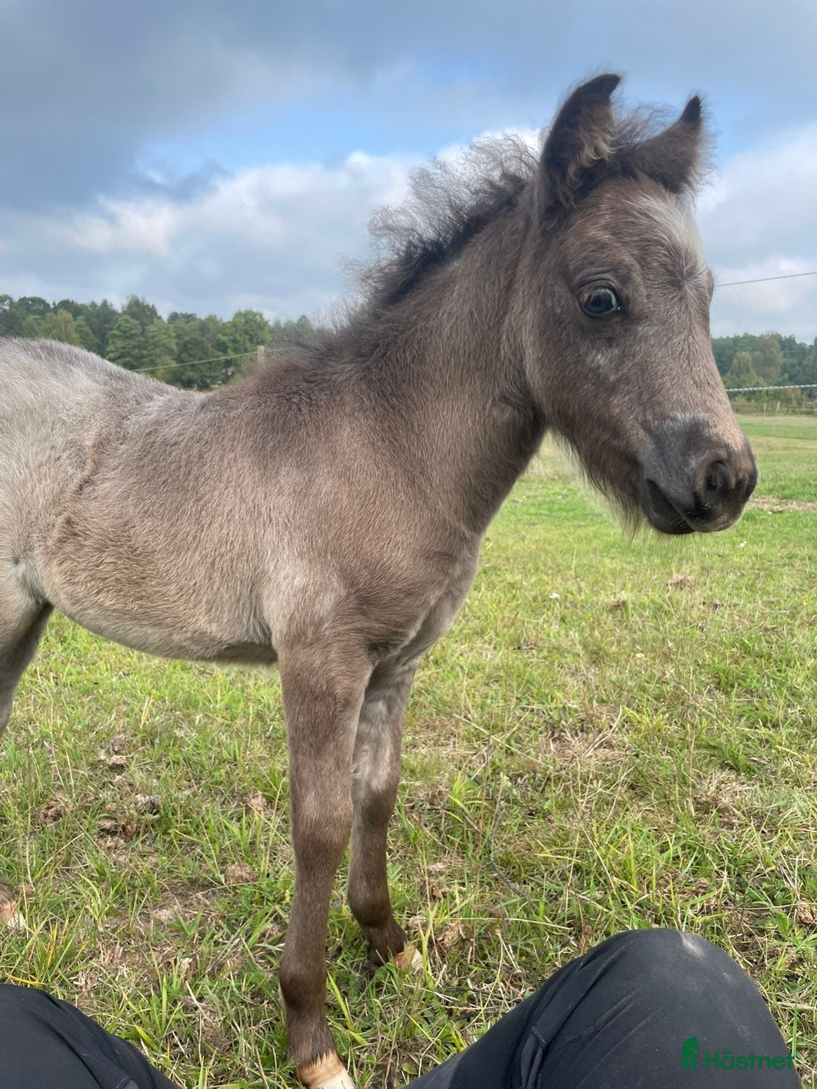  hästar En liten sötsak  i Rydebäck - Annons 2