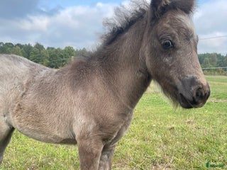 hästar En liten sötsak i Rydebäck - Annons 7
