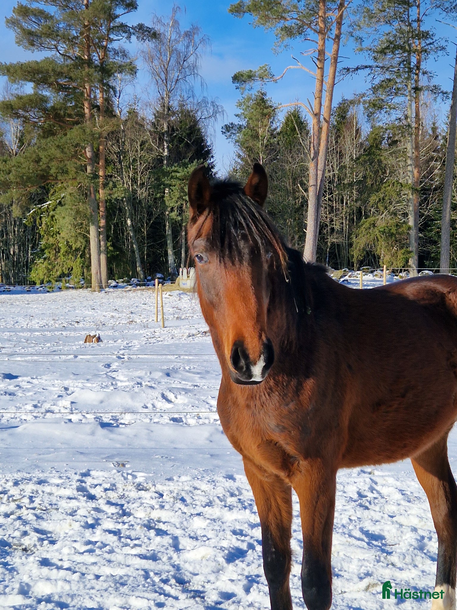  hästar 2 åring - Annons 8