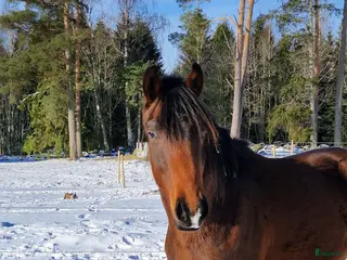 hästar 2 åring - Annons 8
