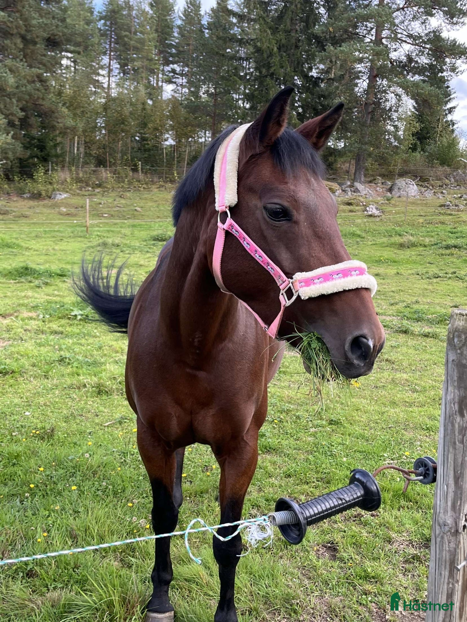 Allround hästar till salu: Ponnyn med hjärtat av guld❤️‍🔥 - Annons 1