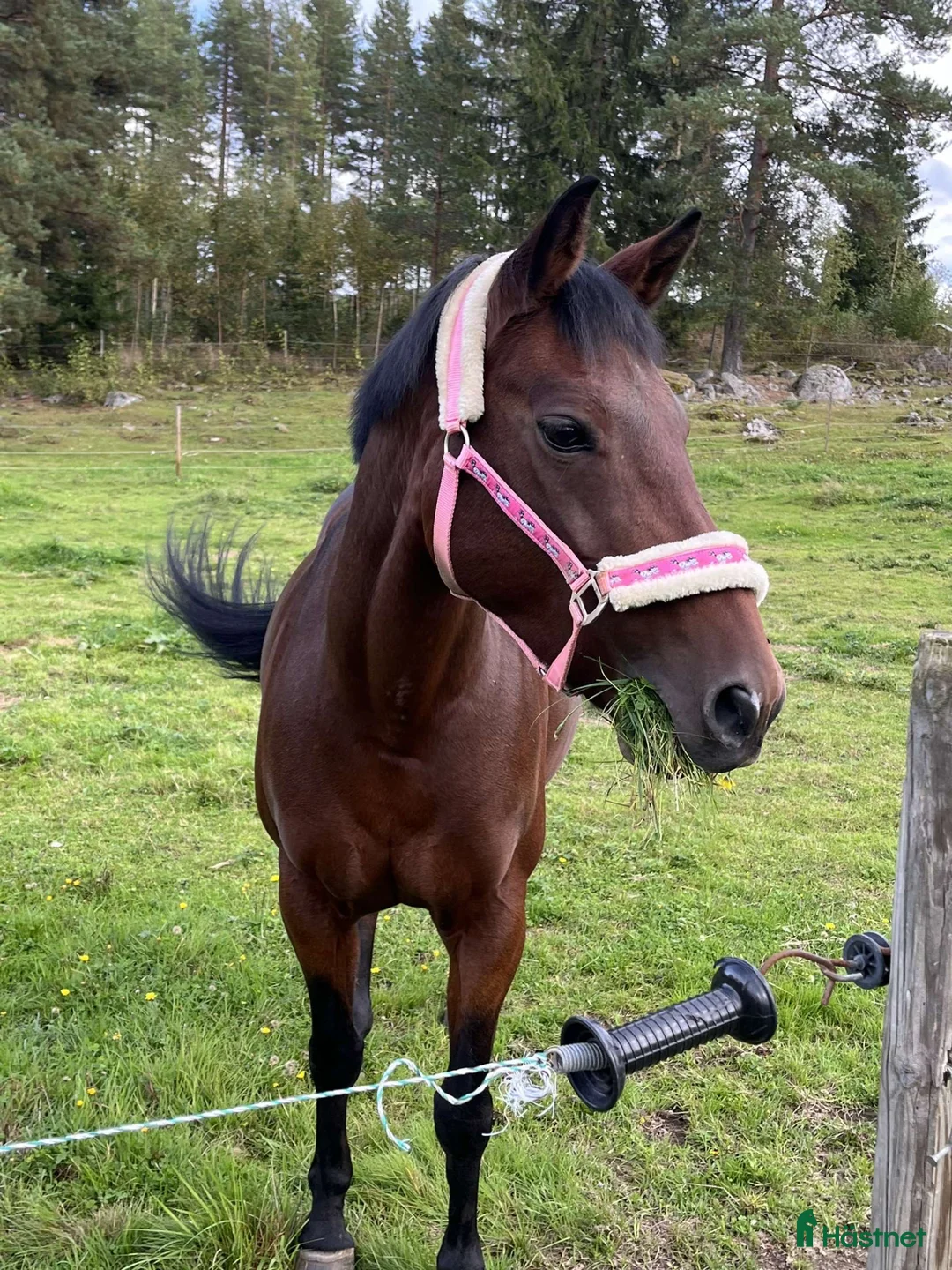 Allround hästar till salu: Ponnyn med hjärtat av guld❤️‍🔥 i Kilafors - Annons 1