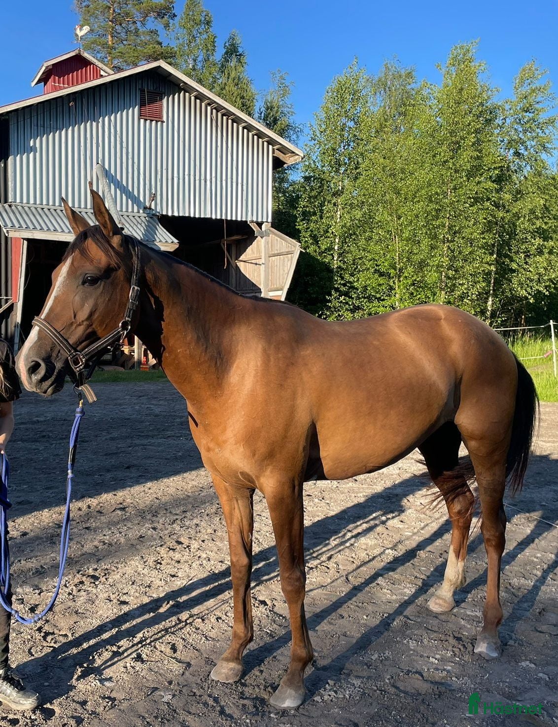  hästar 5 årigt ridsto - Annons 2