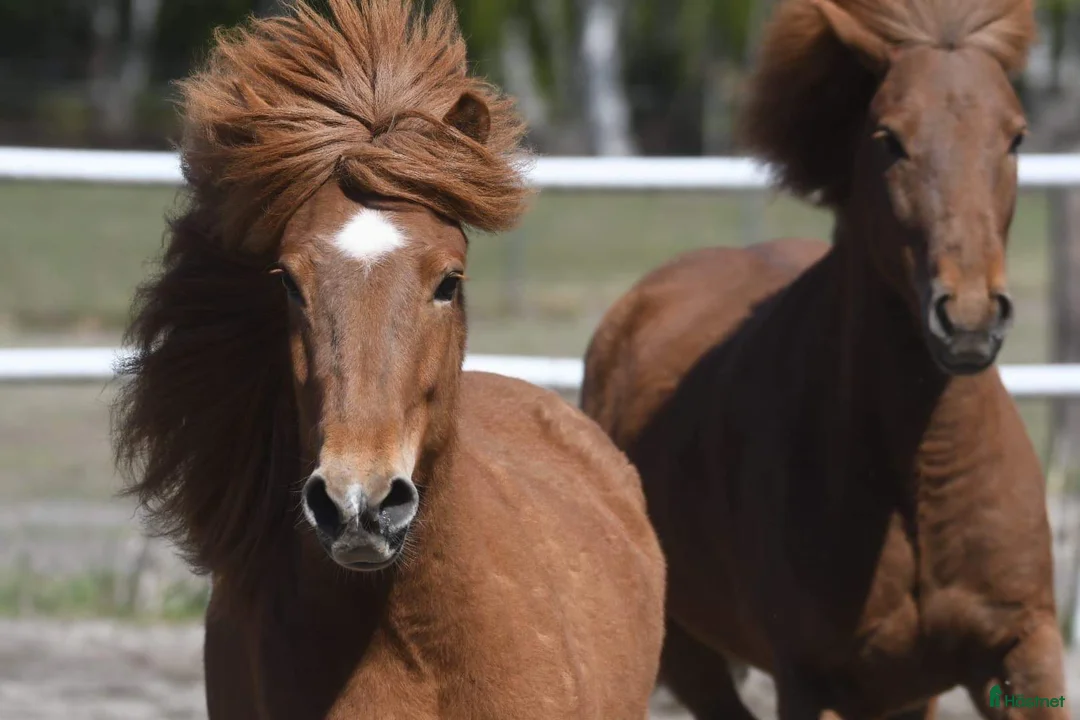 Island hästar till salu: Vackert islandssto i Täby - Annons 4