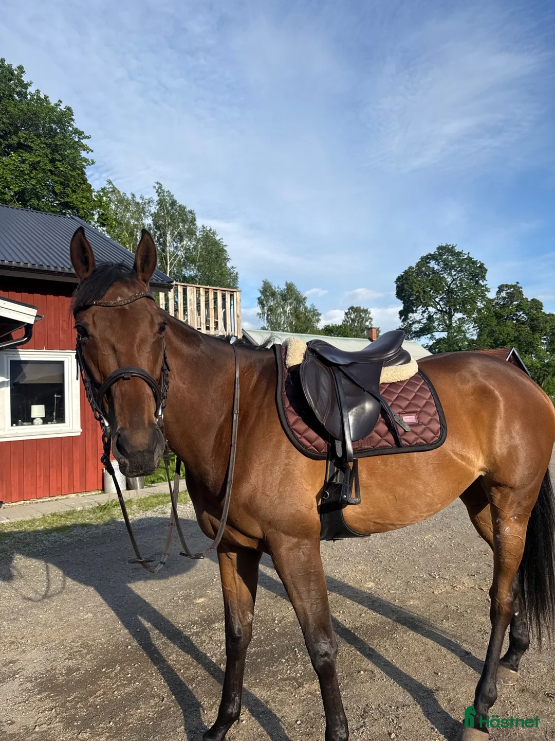 Allround hästar till salu: Lovande 4årig fullblodssto söker sitt framtida hem - Annons 2