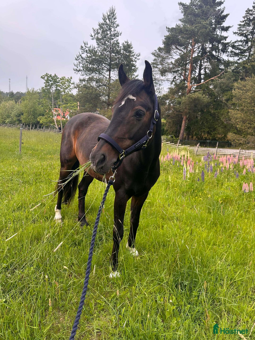 Allround hästar till salu: Underbar D-ponny söker nytt hem i Tyresö - Annons 1