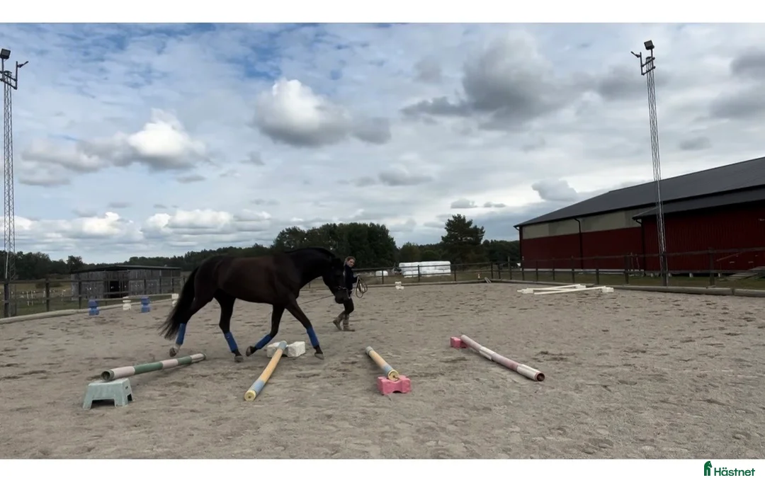  stallplats finnes: Fullservicestall för kortare och längre tid finnes - Annons 14