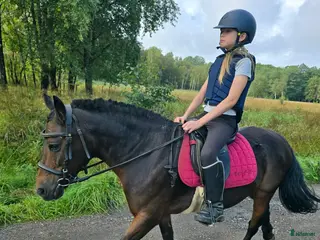 medryttarhäst finnes: Små medryttare sökes - Annons 3