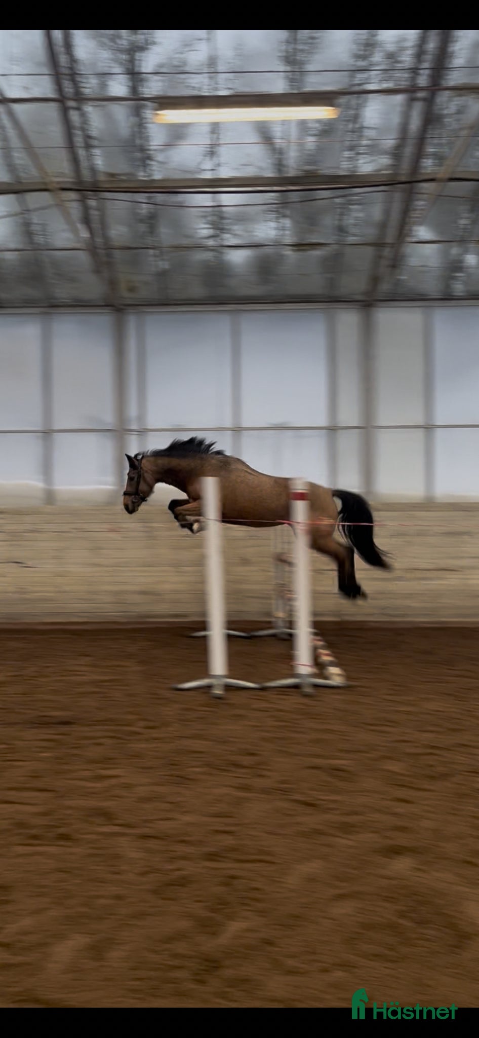  hästar 5-årigt dröm sto med topp kvalitet! - Annons 2