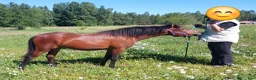 Övrigt hästar till salu: Lovande hingst  - Annons 6