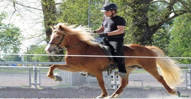  hästar i Eskilstuna - Annons 8