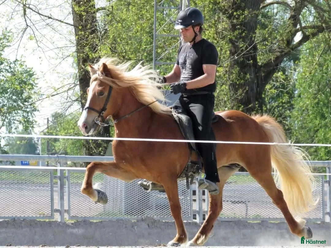 Island hästar till salu: Vacker Fimur dotter i Eskilstuna - Annons 2