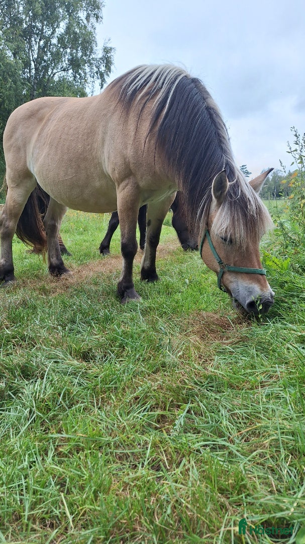Allround hästar till salu: Nordsvensk/fjord  i Stockaryd - Annons 1