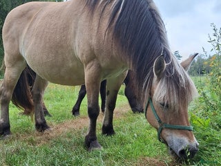 hästar Nordsvensk/fjord i Stockaryd - Annons 8