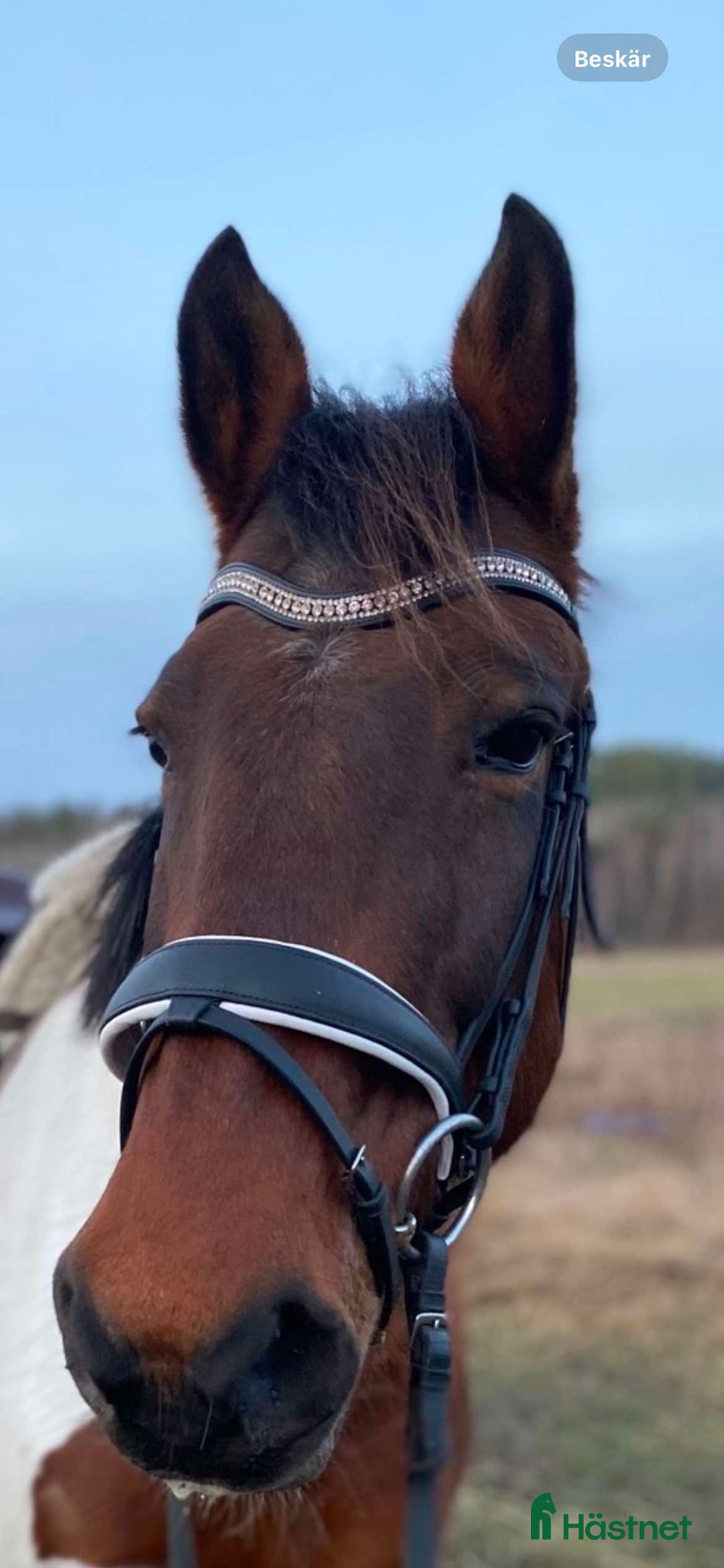  medryttarhäst finnes: D-ponny läromästare söker medryttare  i Tumba - Annons 1