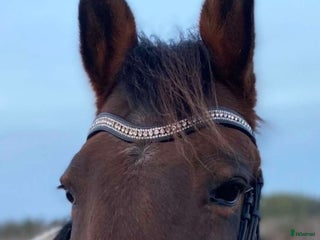 medryttarhäst finnes i Tumba - Annons 3