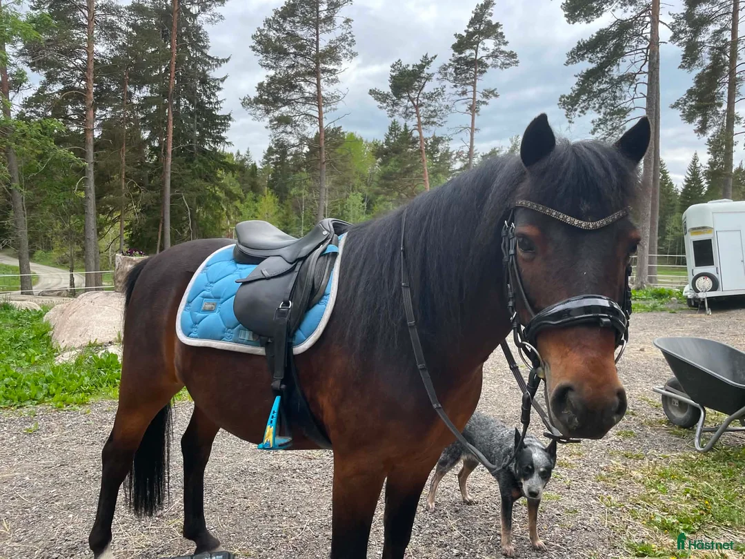 Allround hästar till salu: Fina Lego - Annons 2