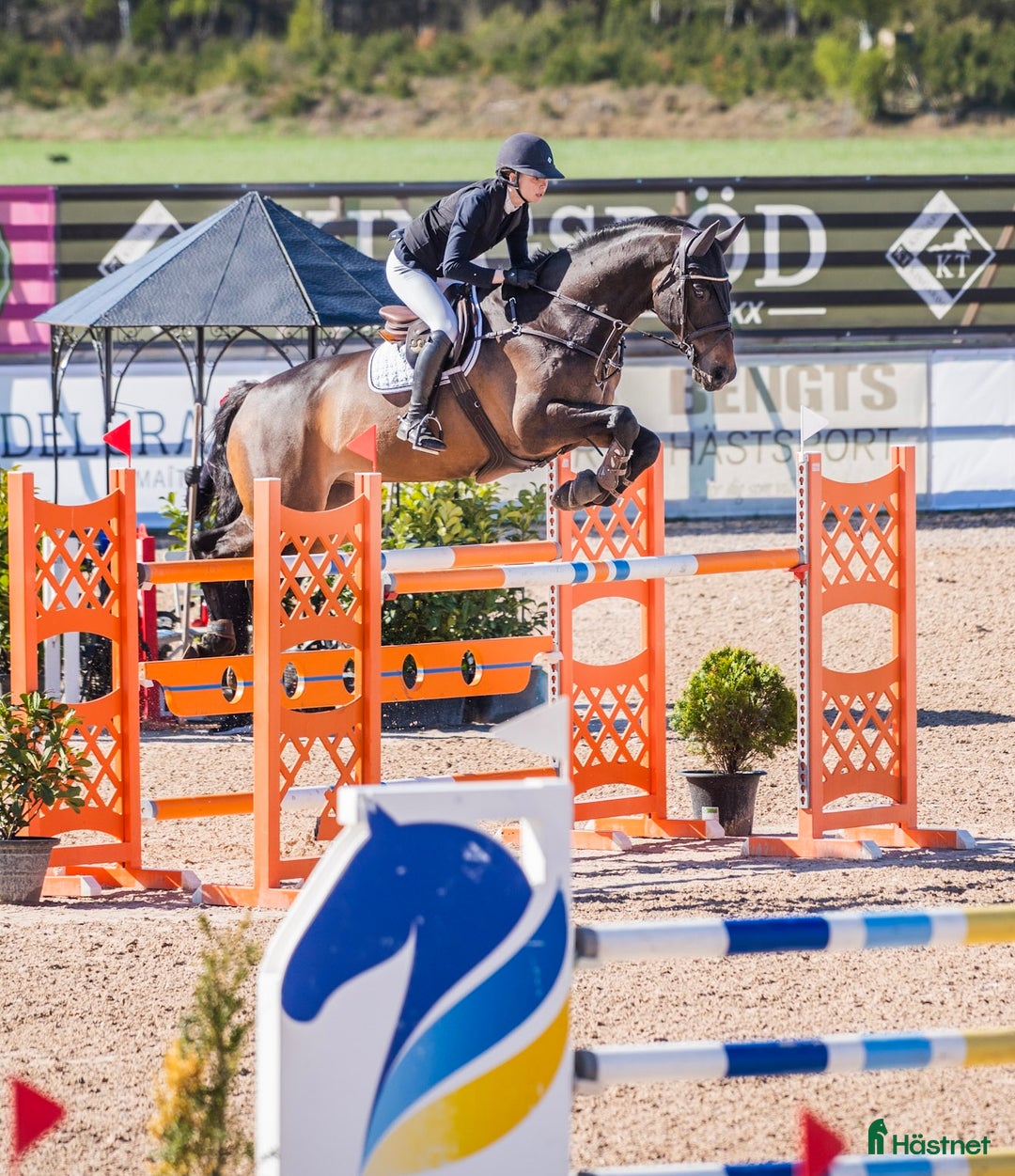 Hoppning hästar till salu: 16-årig valack till salu i Rydebäck - Annons 1