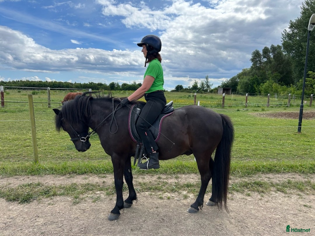 Island hästar till salu: Askur från Grönadal  i Häljarp - Bild 4