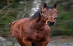 Allround hästar till salu: Snällt varmblod söker nytt hem i Hudiksvall - Bild 1