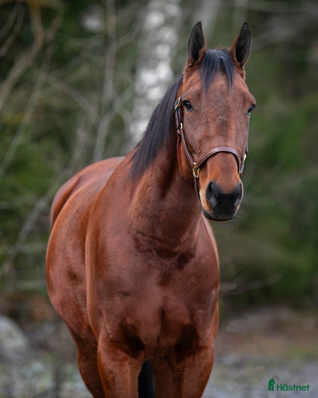 Allround hästar till salu: Snällt varmblod söker nytt hem i Hudiksvall - Bild 1