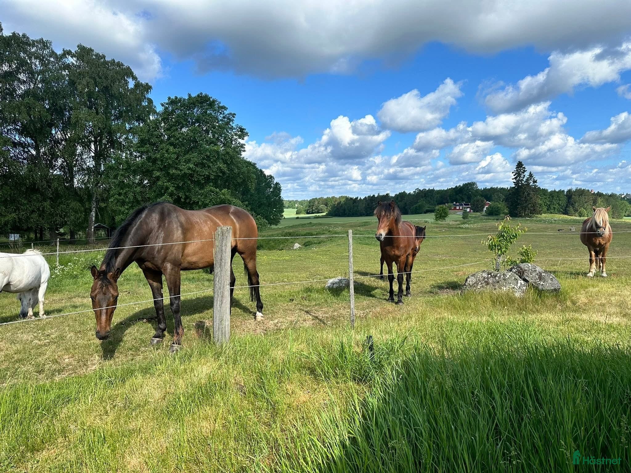  stallplats Stallplats Järna  - Annons 2