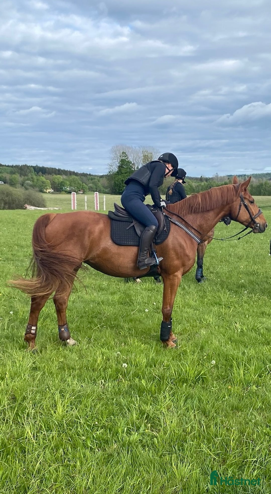 Sadeltillbehör hästutrustning till salu: Antarés brösta   i Falkenberg - Annons 3