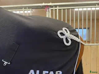 Täcken hästutrustning Fint Alfab täcke till salu - Annons 23